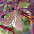 square-spot rustic (Xestia xanthographa) Kenneth Noble